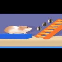 Hamster Stack Maze
